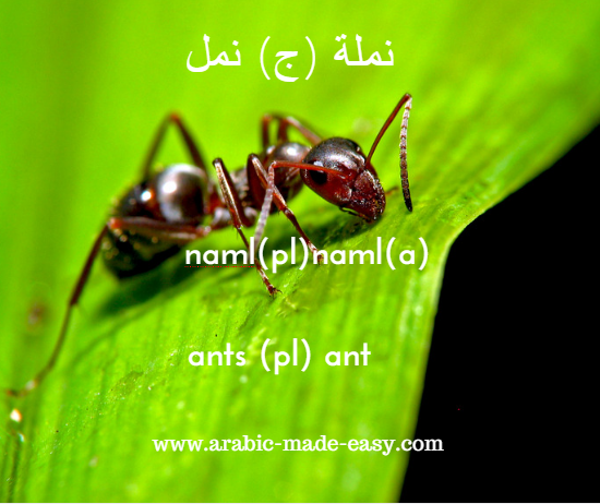 Arabic Learning Initiative