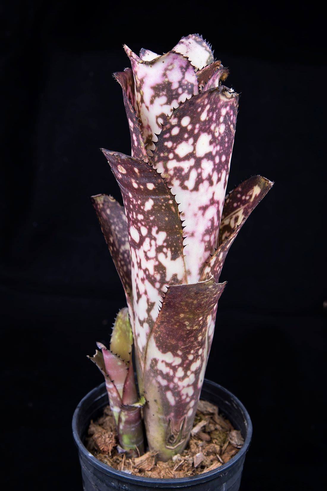 観葉植物 Billbergia Merrie Monarch