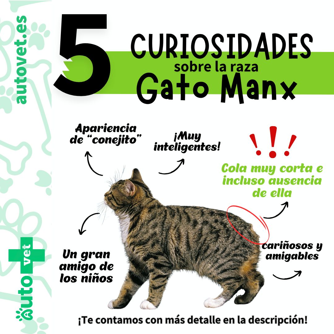 Autovet - ¿Sabías que hay una raza de 𝗺𝗶𝗰𝗵𝗶𝘀 𝗾𝘂𝗲 𝗻𝗼 𝘁𝗶𝗲𝗻𝗲𝗻 𝗰𝗼𝗹𝗮?🤭 Del ...