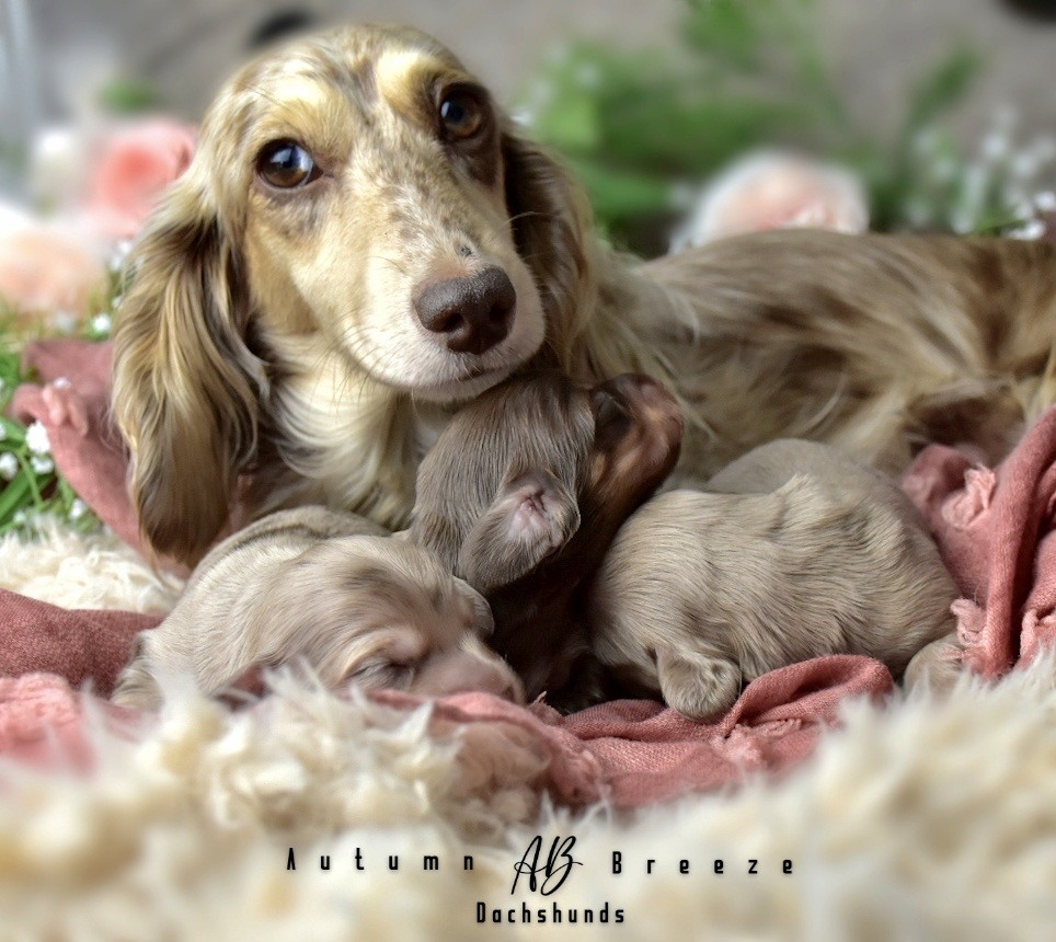 Lennox & Gibbys litter of... - Autumn Breeze Dachshunds | Facebook
