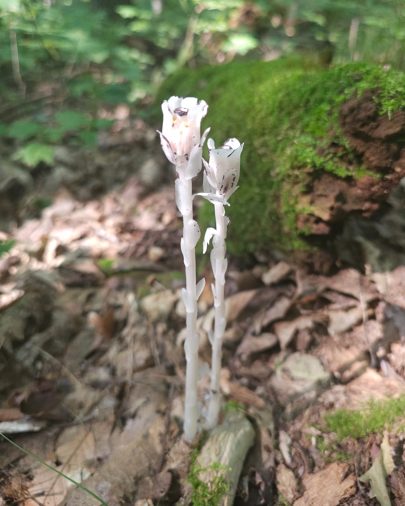 Smoky - Check out these rare “Ghost Pipes” that we found in our ...