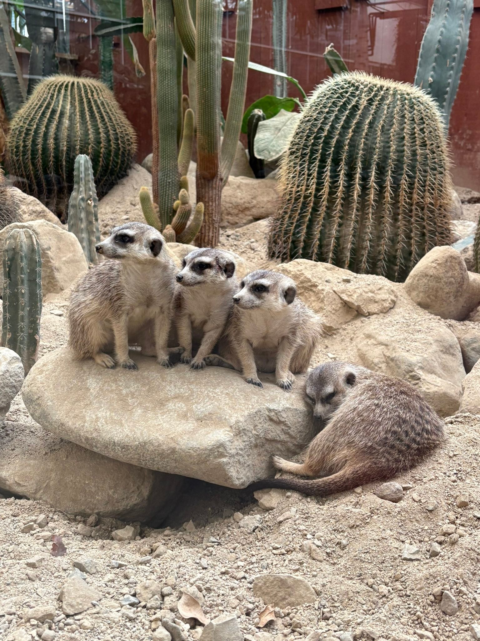 神户 動物 王國