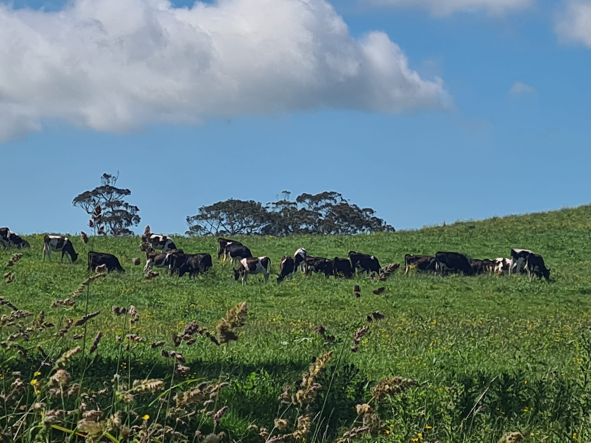 Stream Enterprise Limited | Hawera