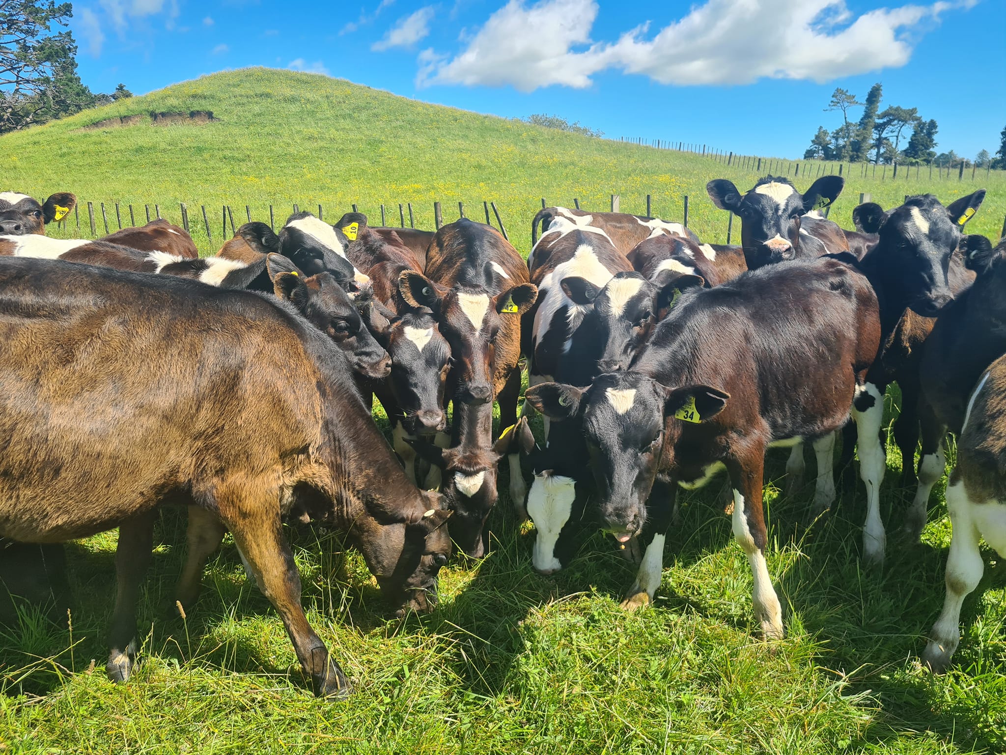 Stream Enterprise Limited | Hawera