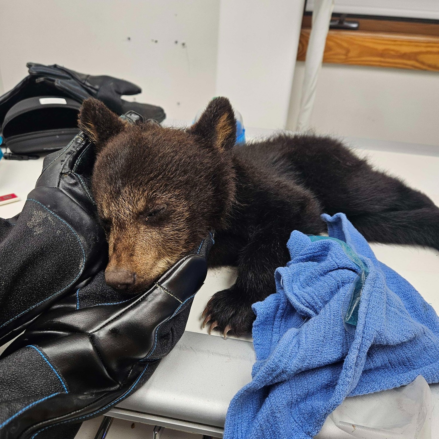Wildlife - Here we go again! Yesterday, we admitted another cub ...
