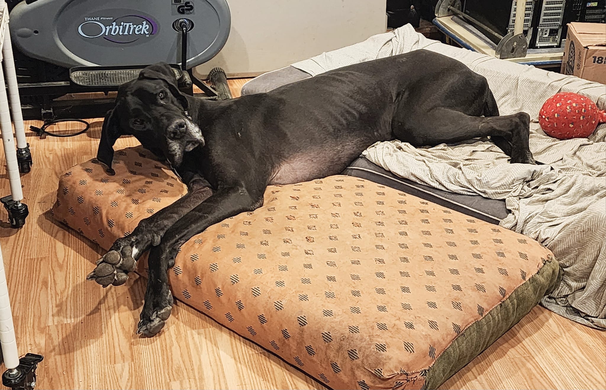 In The Ruff Great Danes