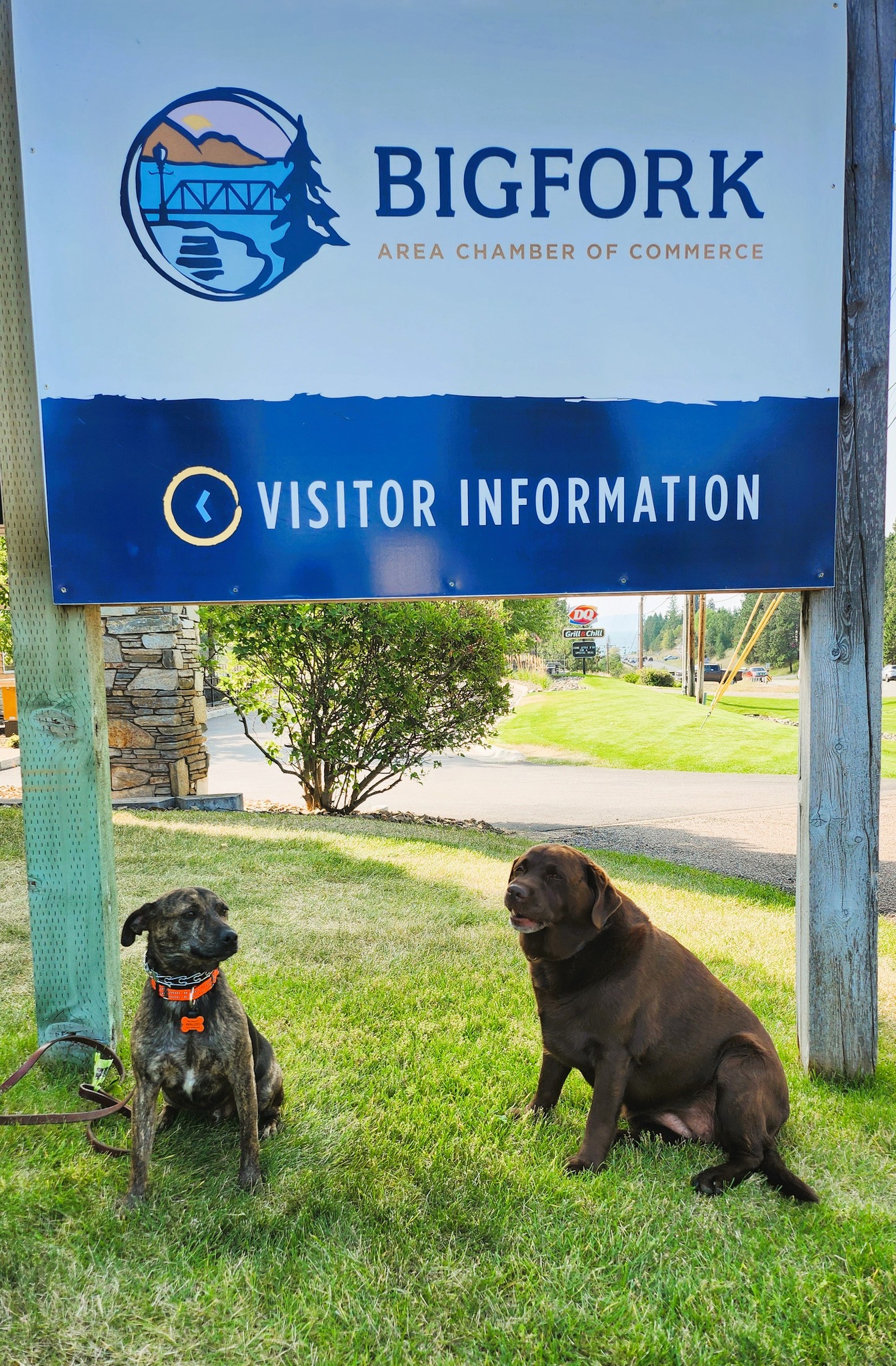 Bigfork - Its #nationaldogday and Chamber pups Waldo and Havoc are hard ...