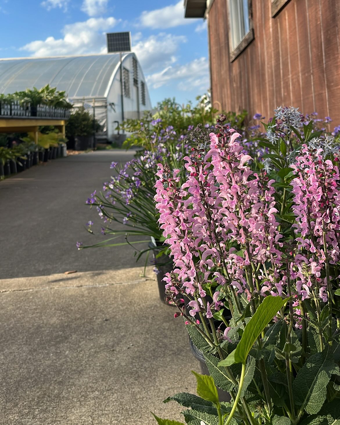 Cherry Ridge Greenhouse | Sugarcreek OH
