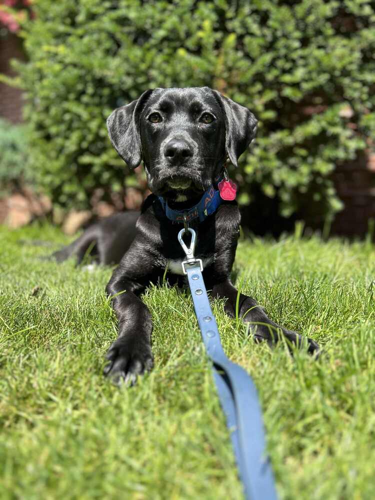 Sweet Paws Rescue