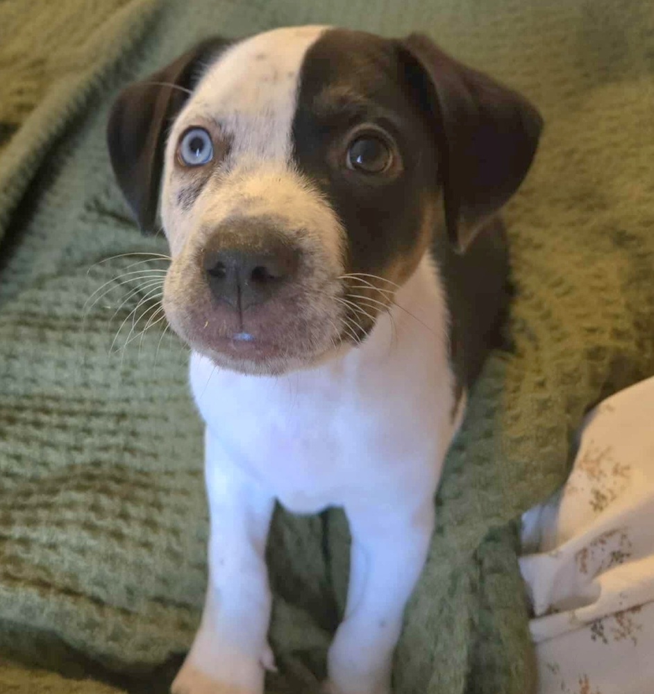 Sweet Paws Rescue