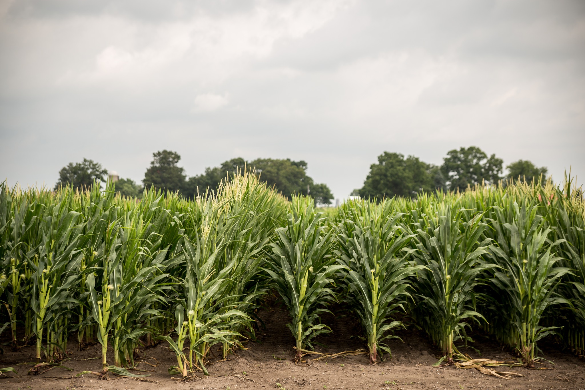 Zeeland Farms Michigan : Long-idle ethanol plant in Michigan purchased ...