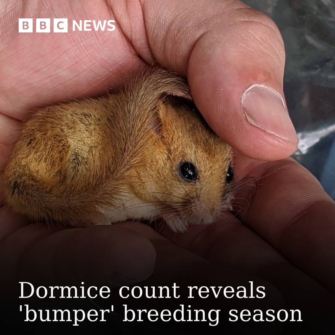 BBC - So tiny 🐭🥹 Find out why it's been a 'bumper' season: https://bbc ...