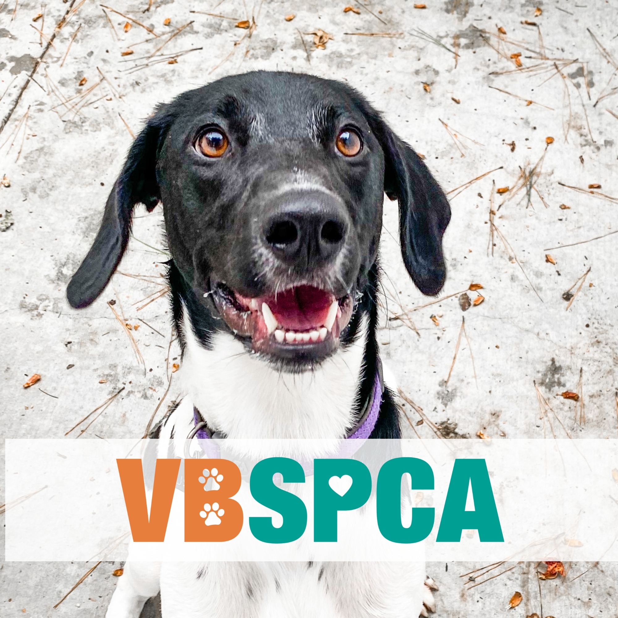 Virginia Beach SPCA | Virginia Beach VA