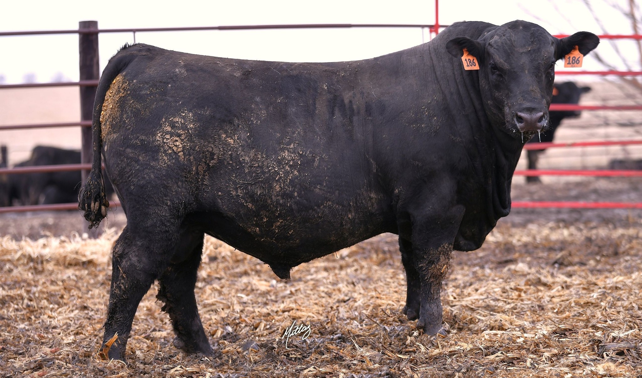 Double B Angus | Manson IA