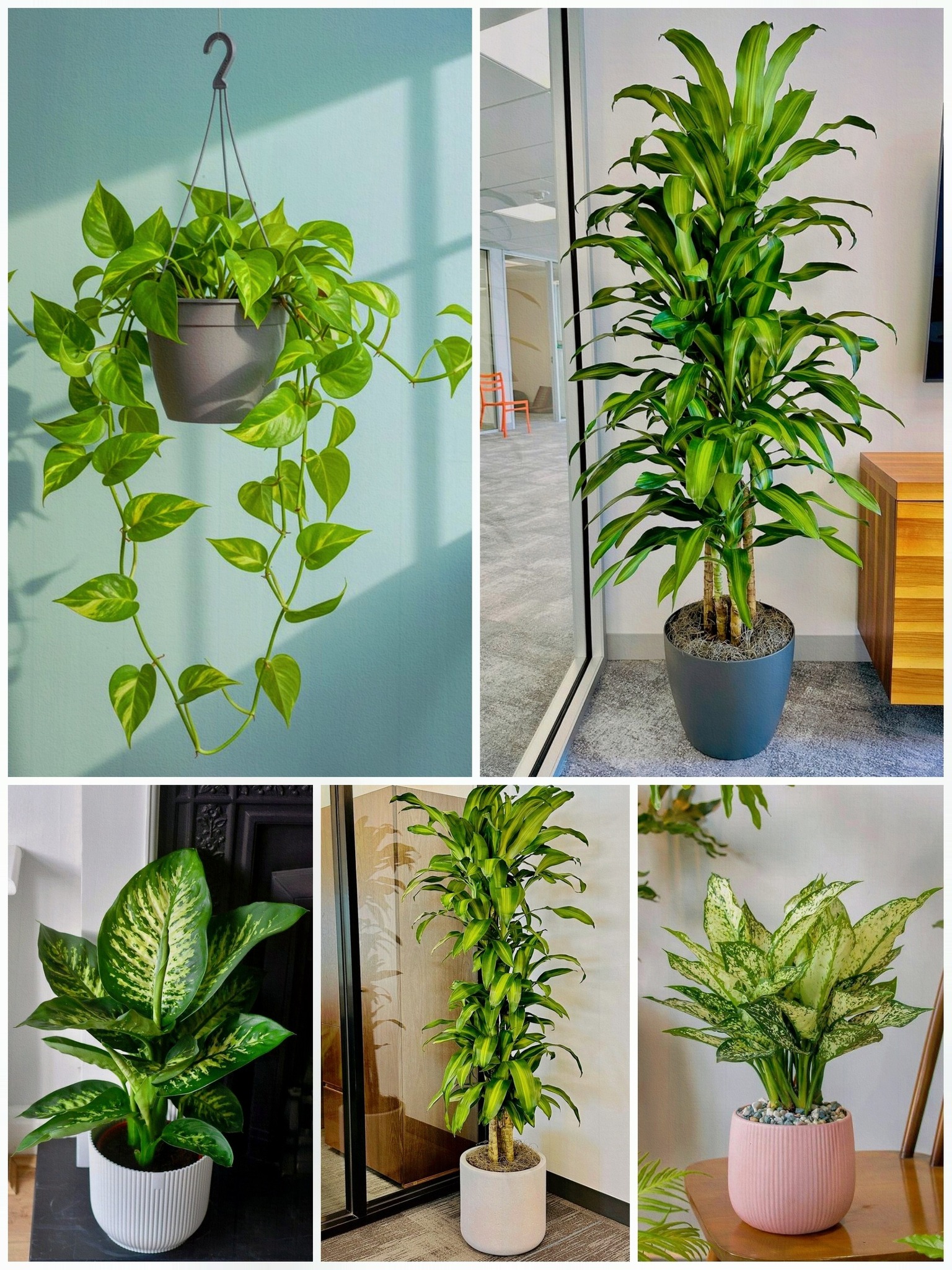 Decoraciones - Plantas decorativas para tu sala 🏡💚 #ideas #creatividad