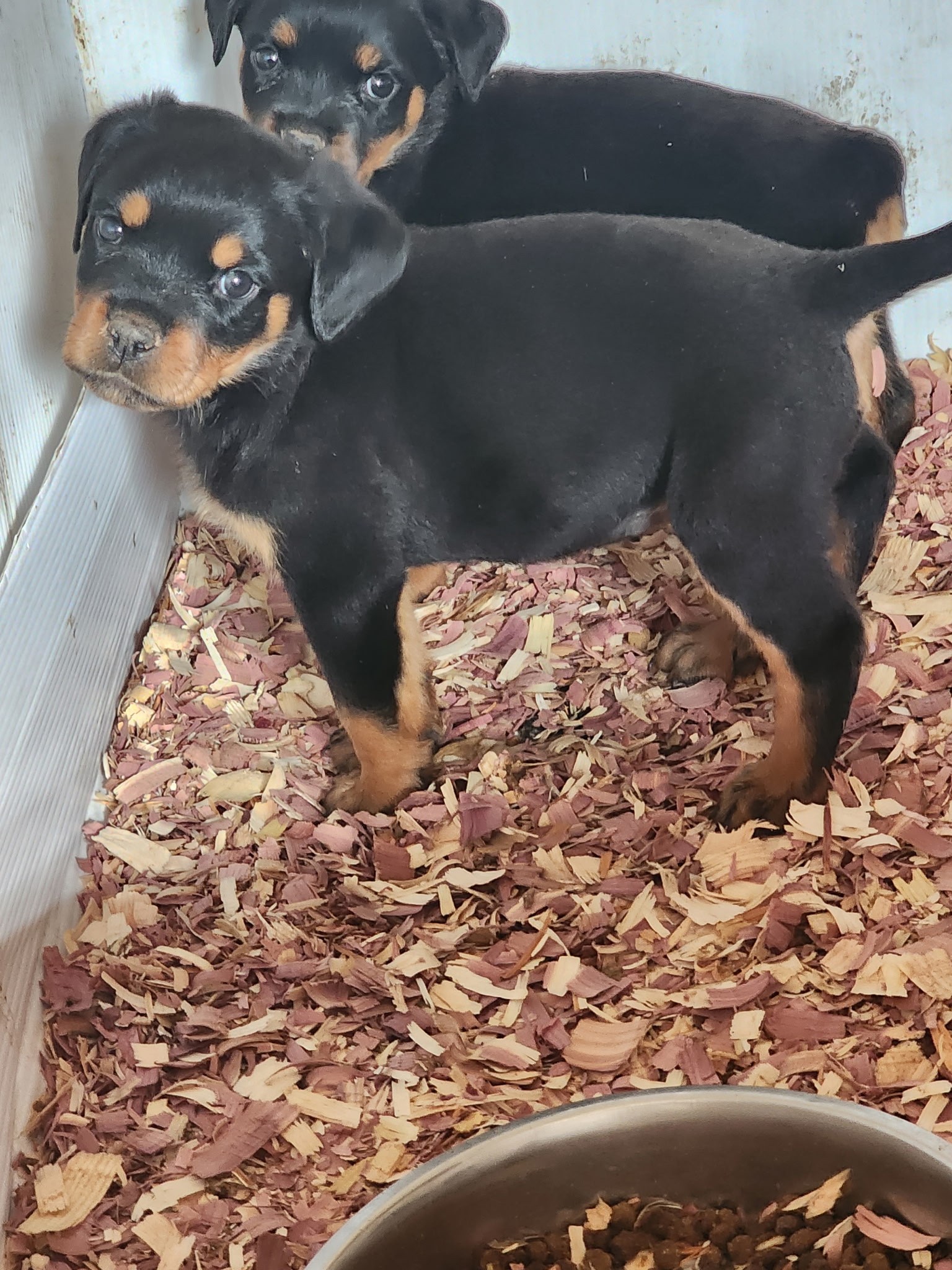 King's Rottweilers & French Bulldogs | South Lebanon OH