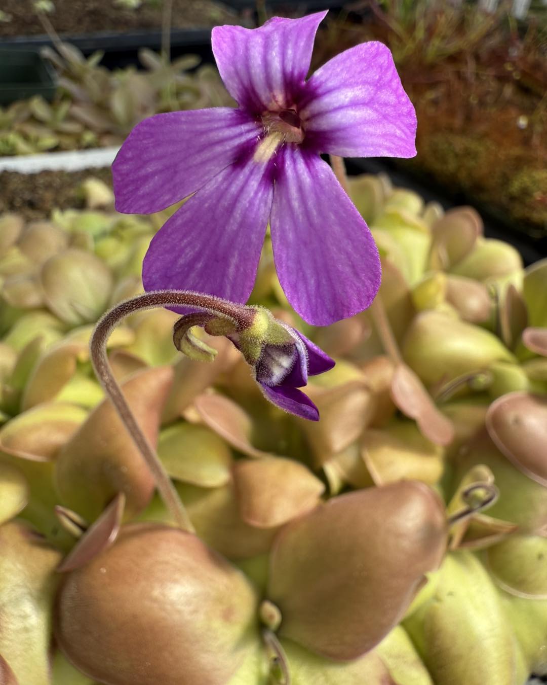 New release! 🤩 Pinguicula x “Malibu Barbie” is a wildly pink