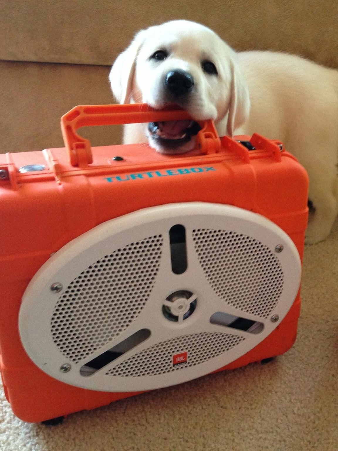 Turtlebox - In honor of National Dog Day… Meet Bear, our... | Facebook