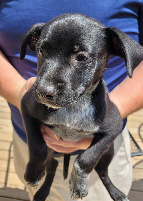 Needy Paws Rescue -... - Needy Paws Rescue - St. Louis, MO