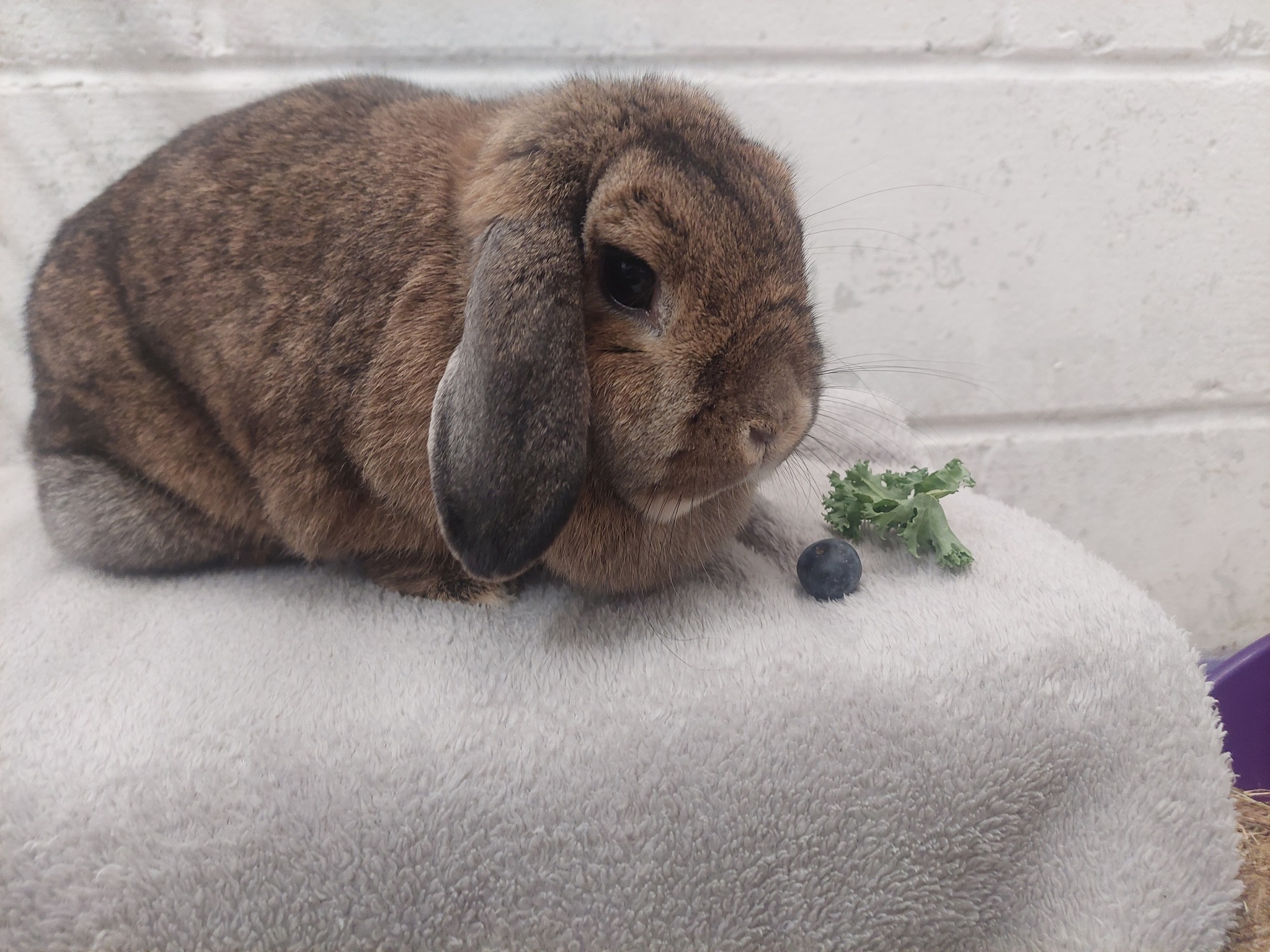 Scottish - Female Rabbit found on 19.5.25 on Whiteford Avenue ...