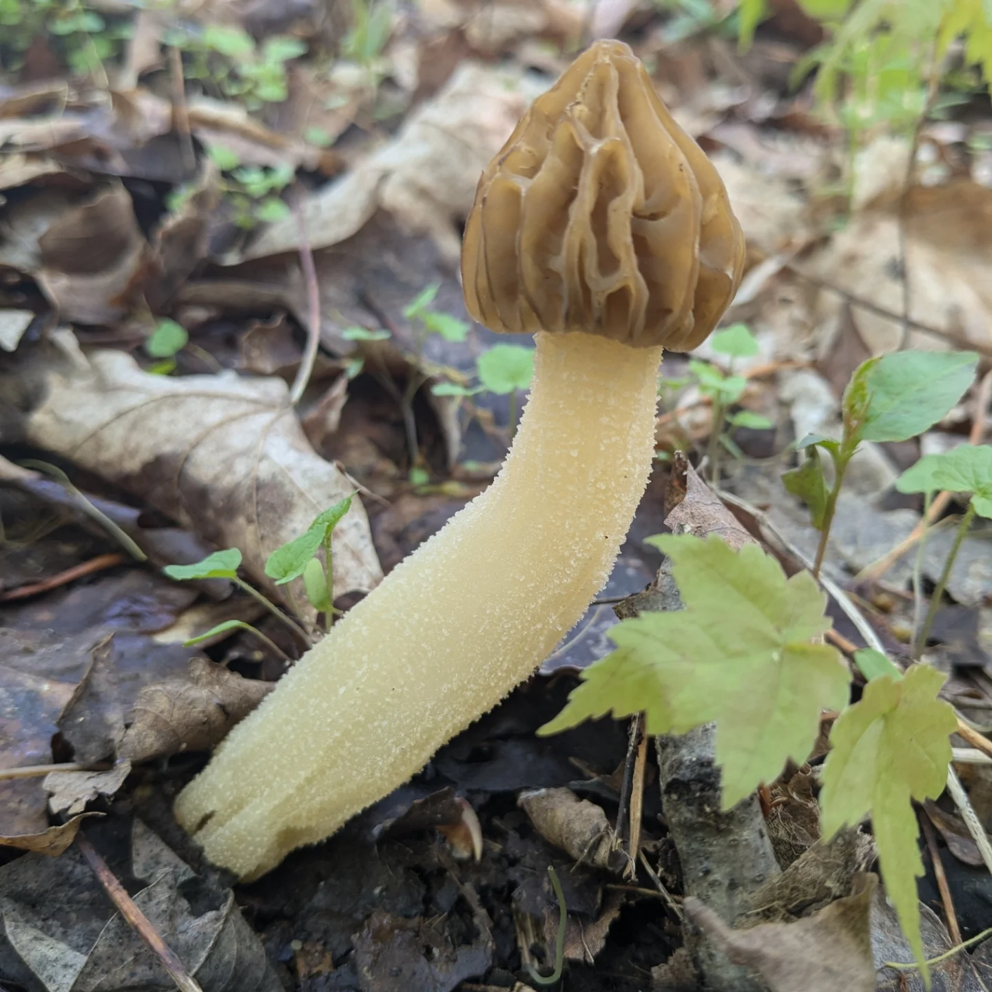 Farmed and Foraged | Watkins Glen NY