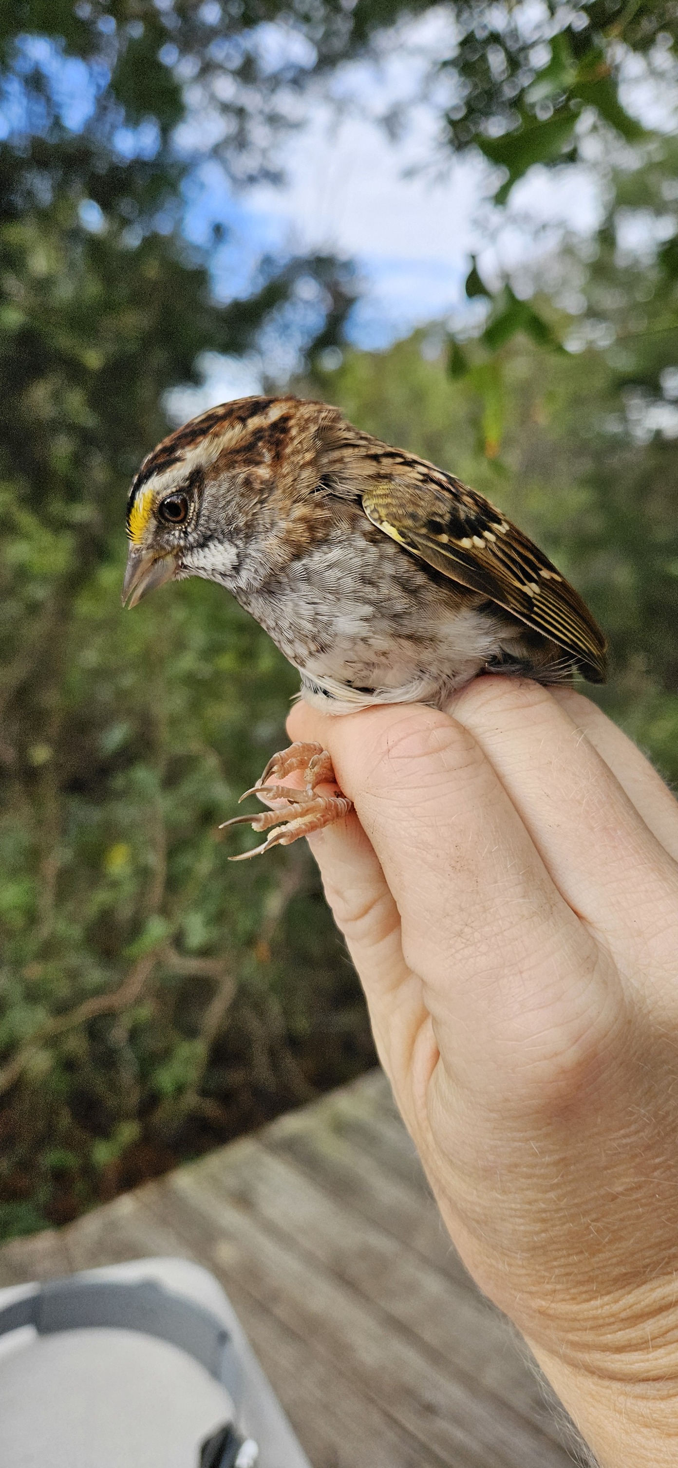 Sullivan's Island Bird Banding Station