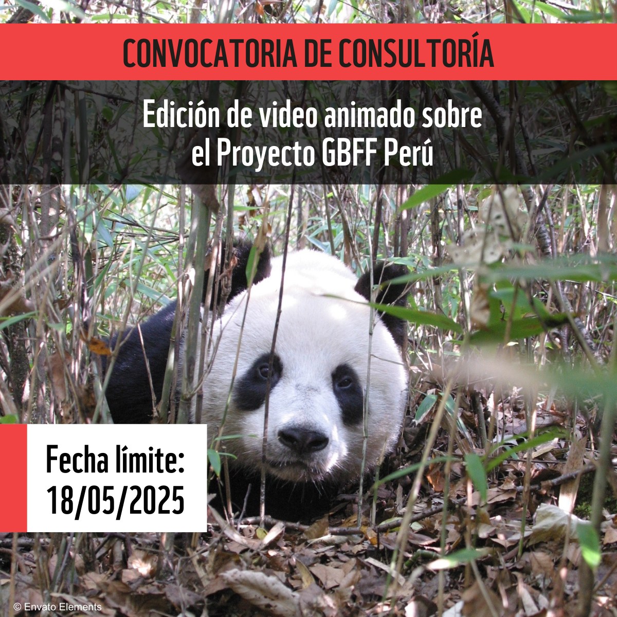 WWF - 🎥 Convocatoria de consultoría: Edición de video animado sobre el ...