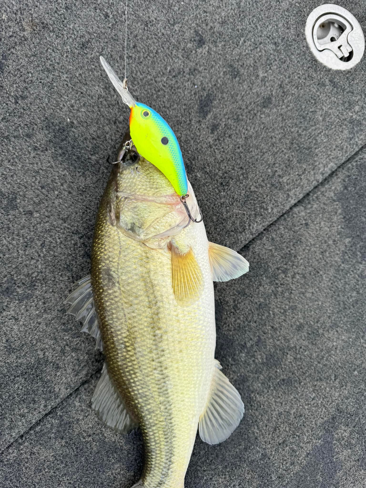 bass lures uk ltd MIYAGI JOINTED Color:Grey Ghost One of the most fishing starter kit