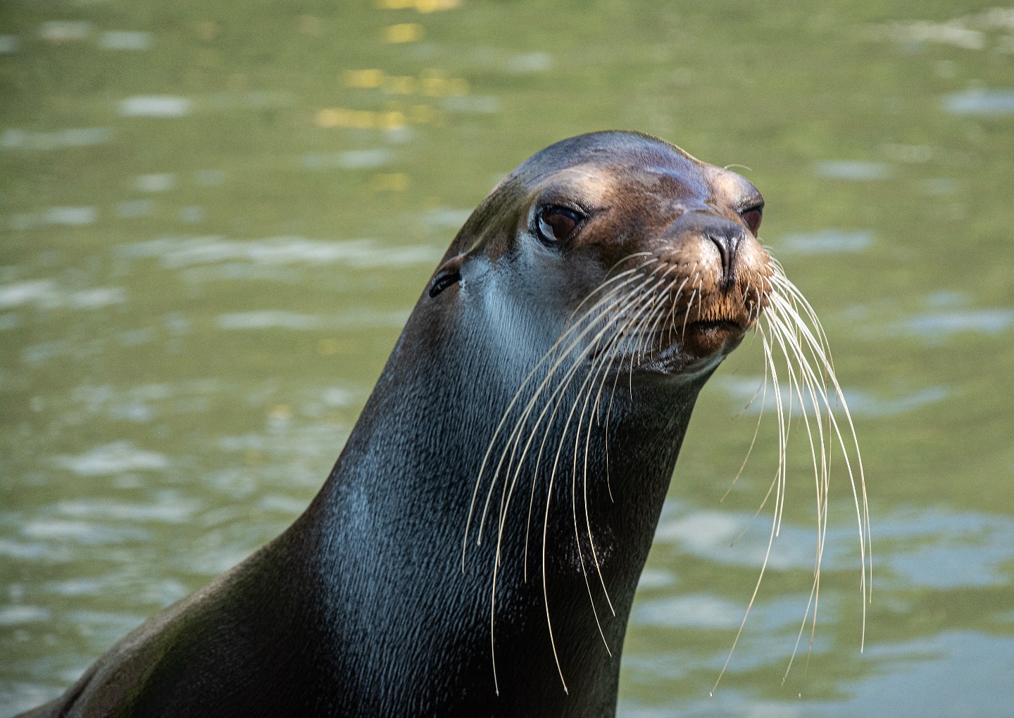 Sea lions use sensitive whiskers to explore environment