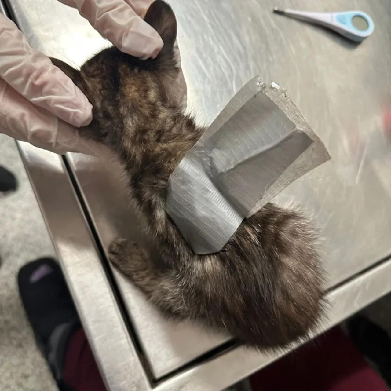 Cats - Rescuers from the Brandywine Valley SPCA saved a kitten named ...