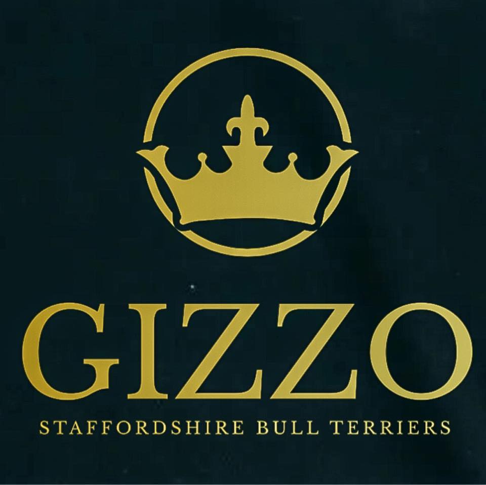 Gizzo Staffordshire... - Gizzo Staffordshire Bull Terriers