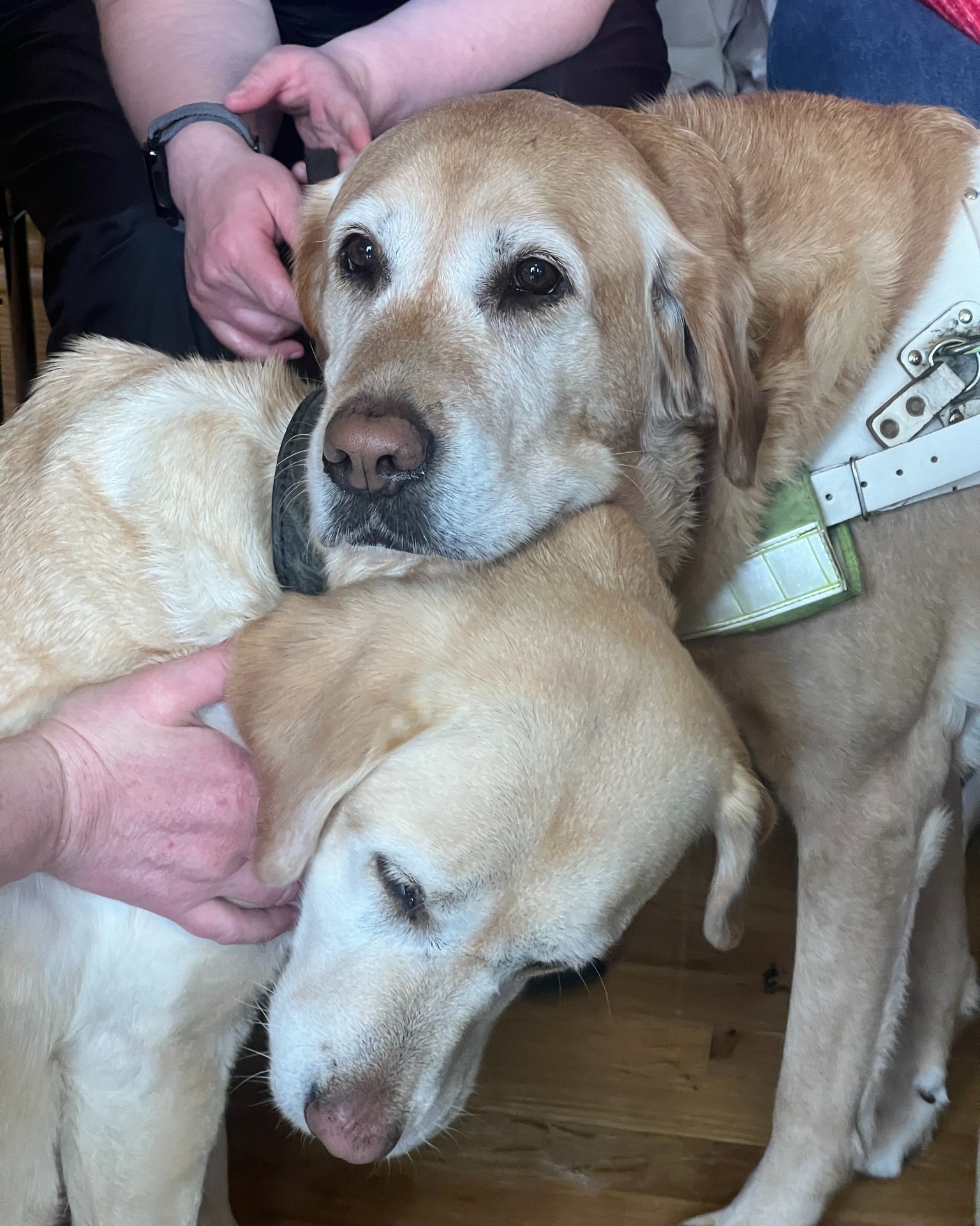 Guide Dogs Northern Ireland | Belfast
