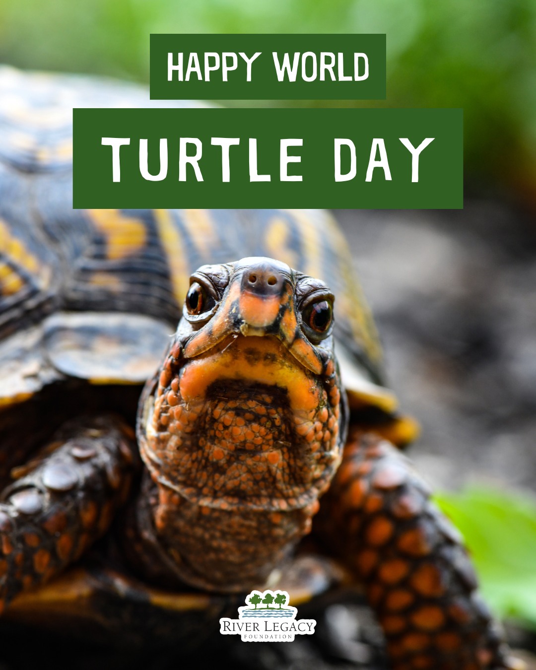 River - 🐢 Happy World Turtle Day! 🐢 Today, May 23rd is the perfect day ...