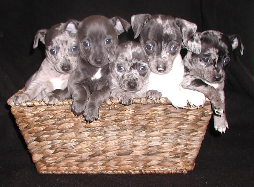 CaliRats Toy Rat Terriers | Atlanta TX
