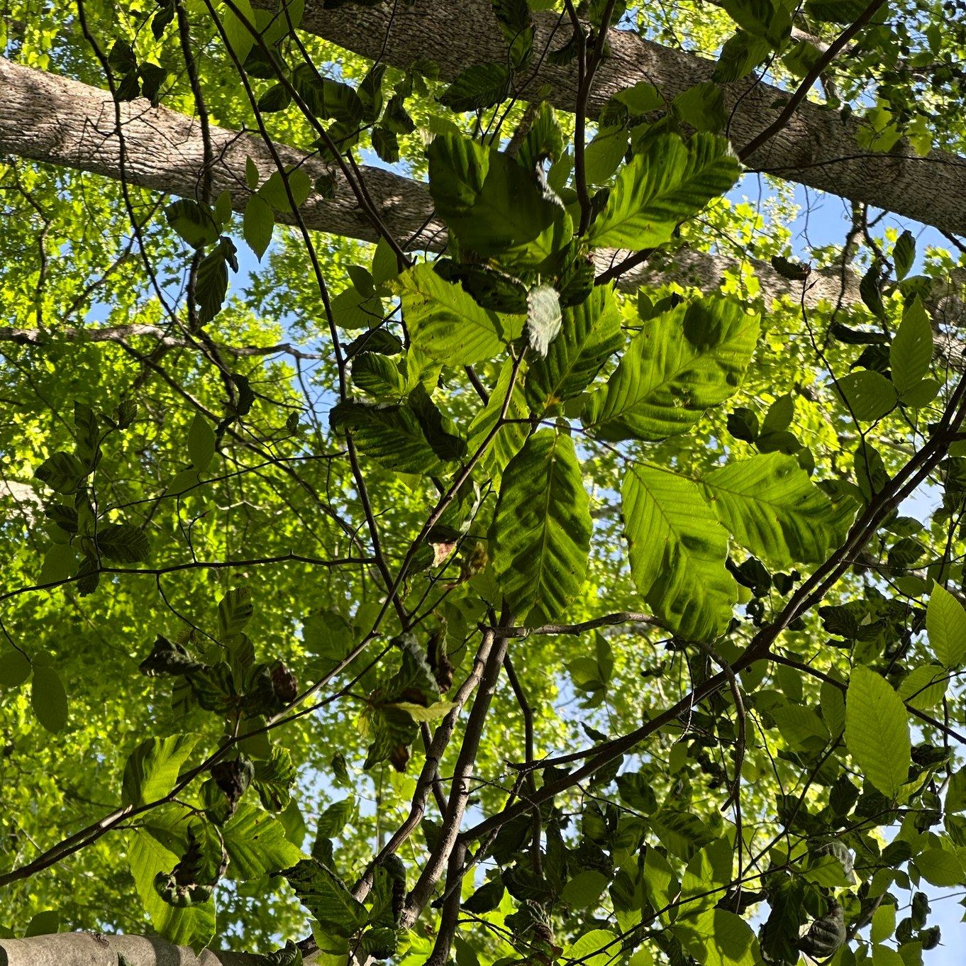 American beech trees, with... - Prince William Forest Park | Facebook
