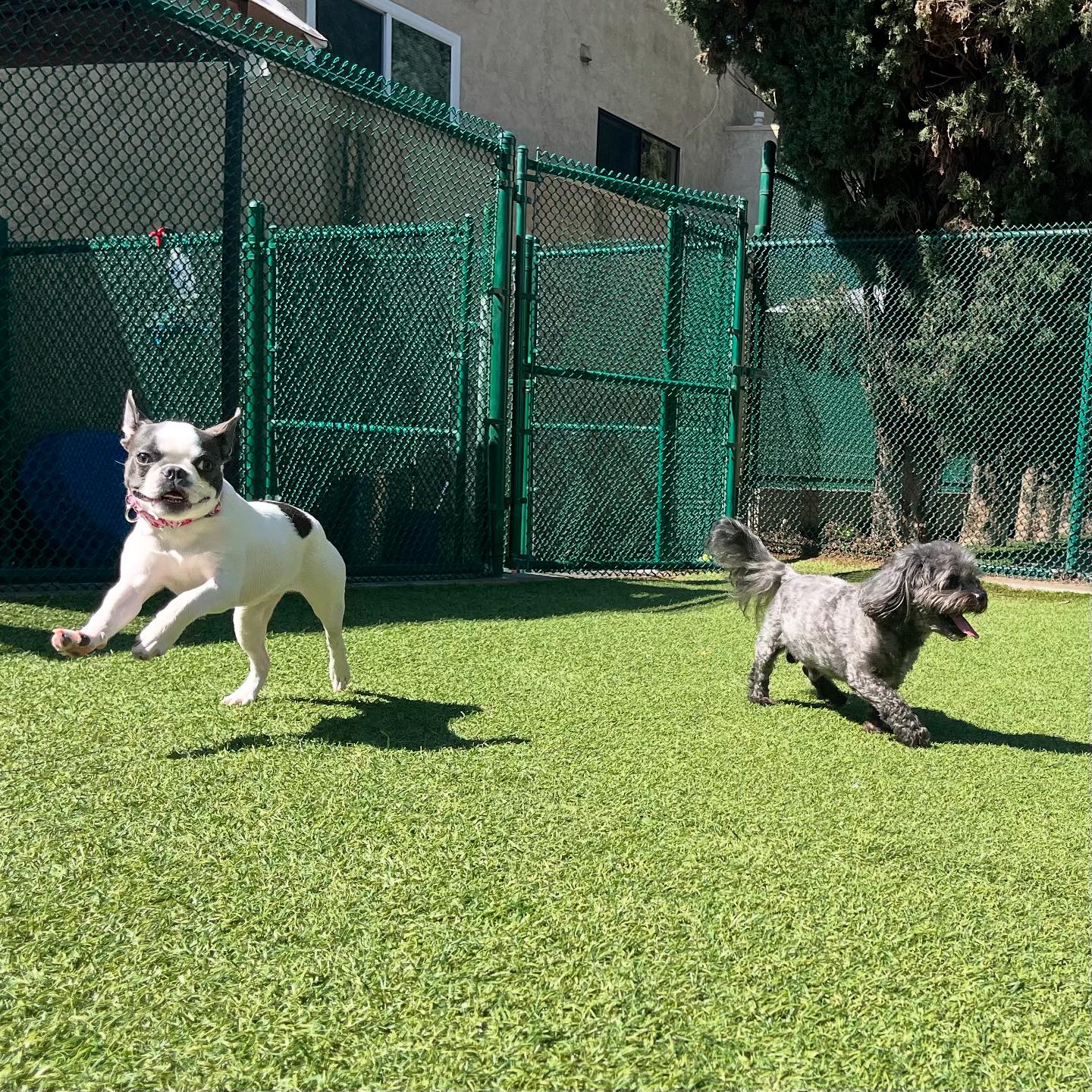 Spring Creek Kennel & Cattery | Spring Valley CA