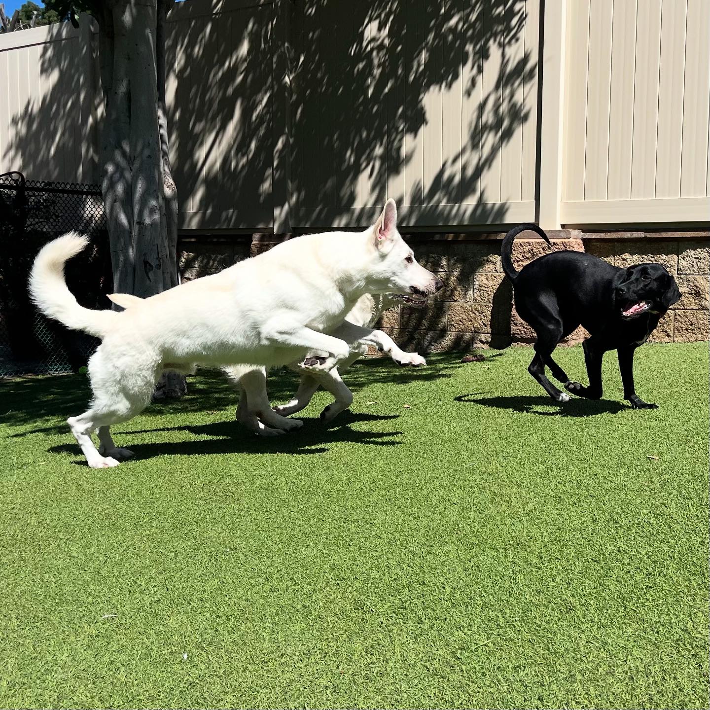 Spring Creek Kennel & Cattery | Spring Valley CA