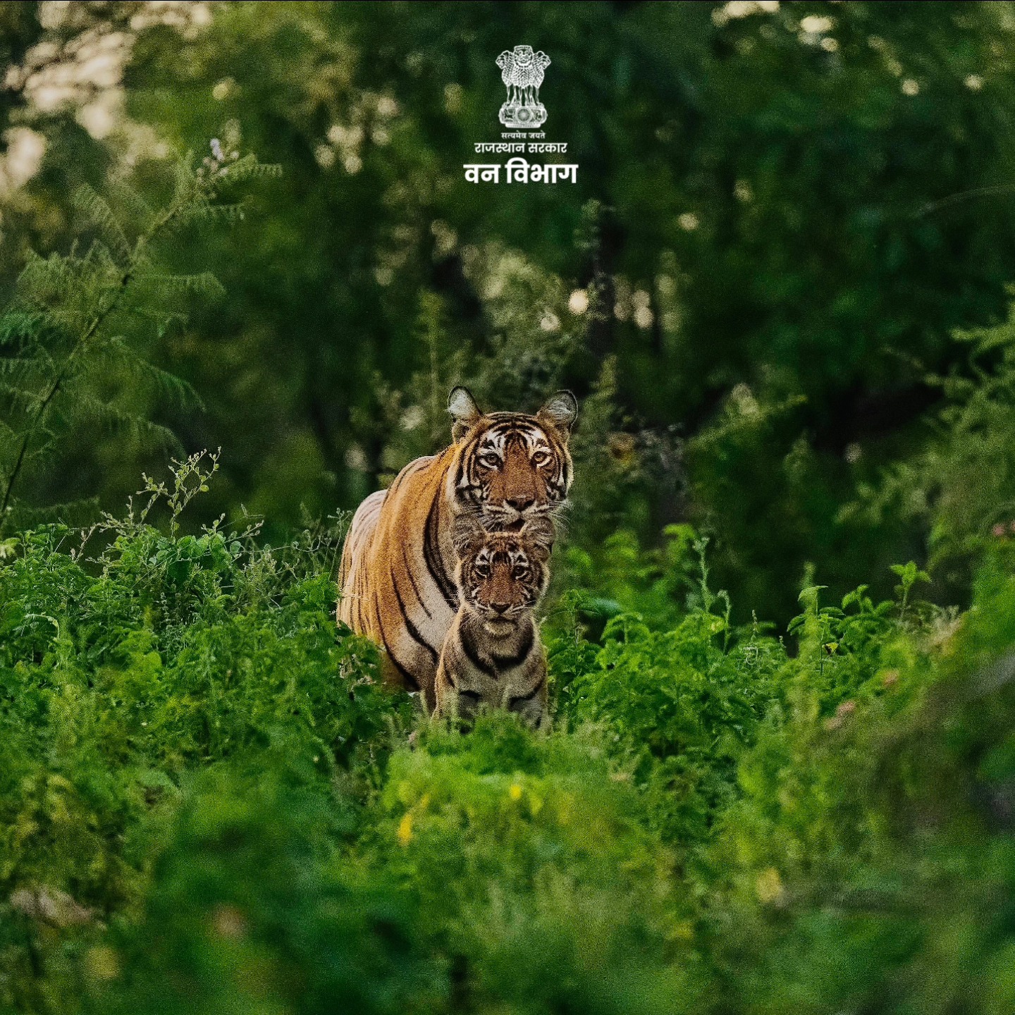 Rajasthan Forest Department
