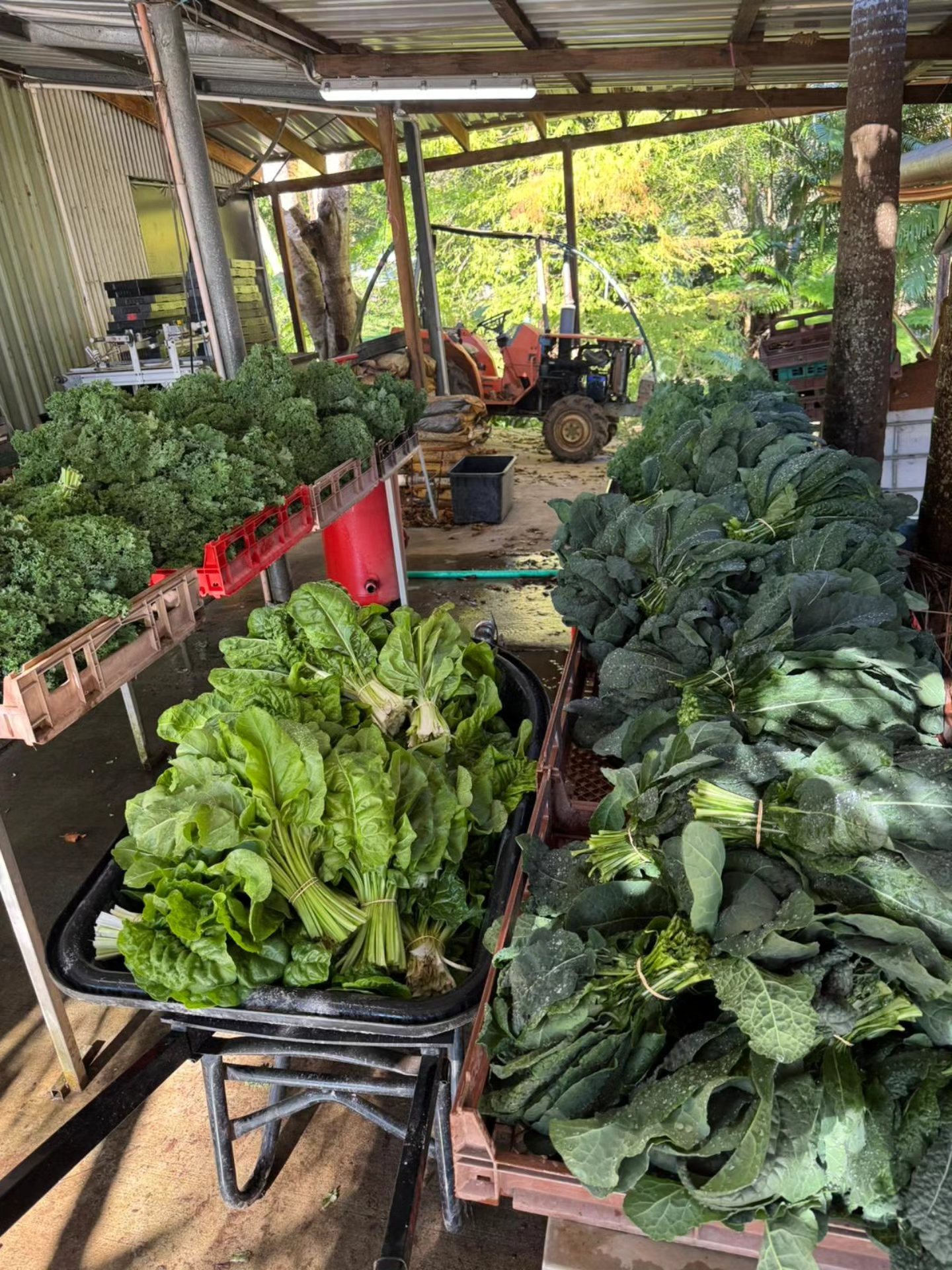 The Bio Organic Farm