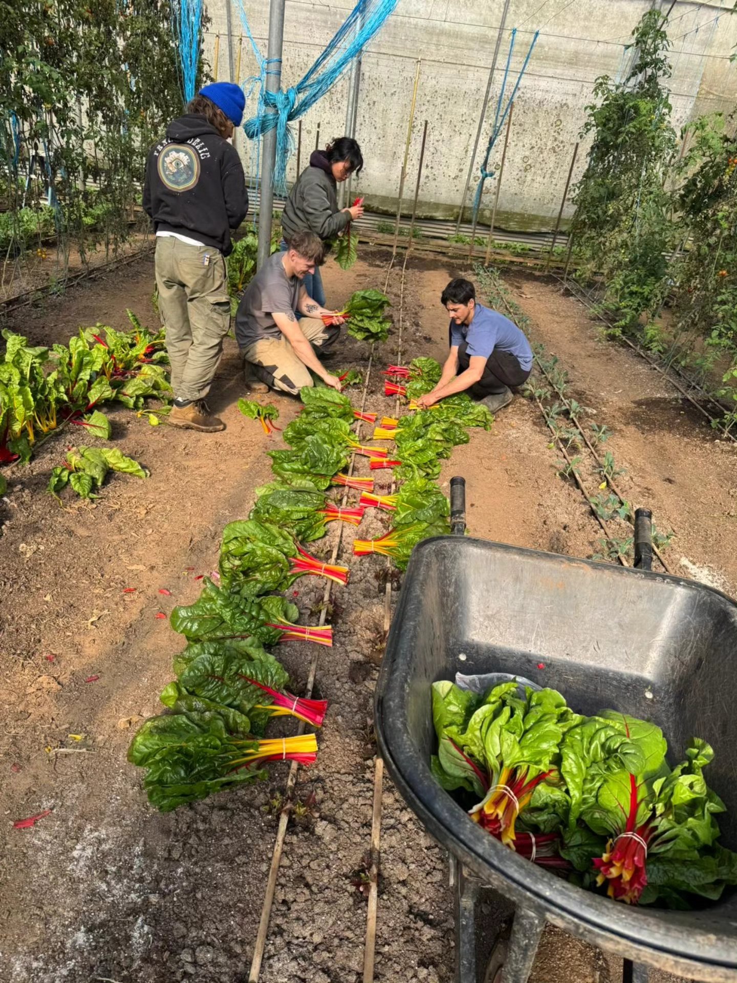 The Bio Organic Farm