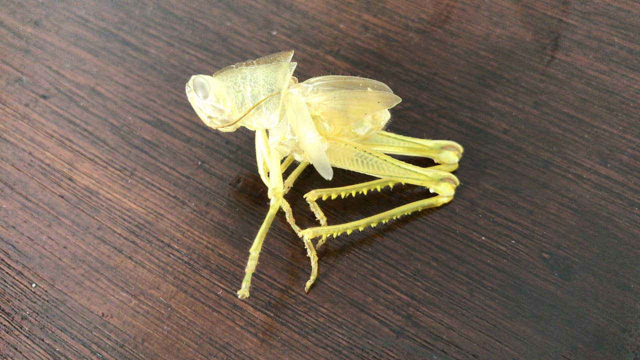 Science Dad SG - Found an exoskeleton of a grasshopper in...