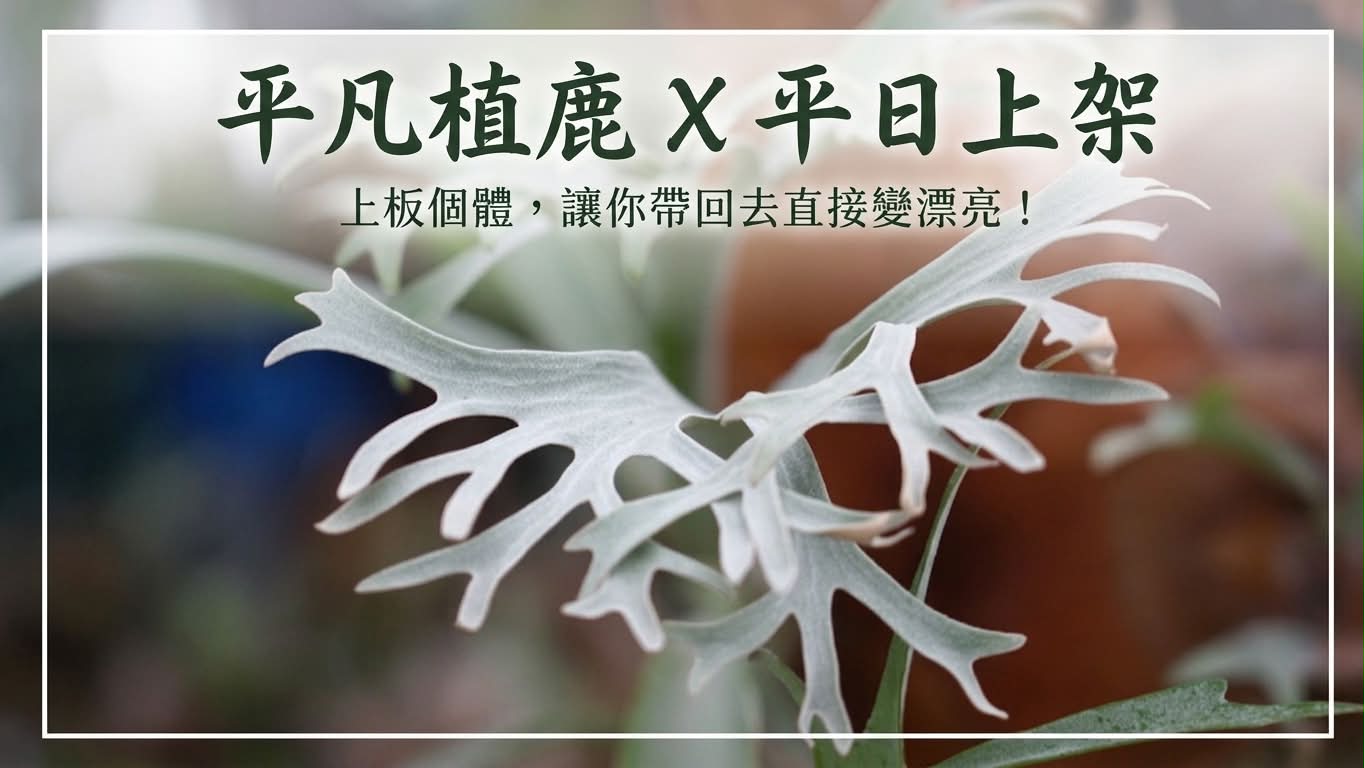 P.Willinckii OMG Sporeling X Golden boy Sporeling (OMG配子體X 淹金