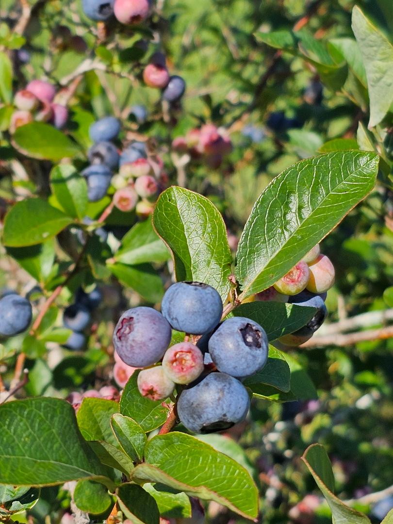 Blueberry Ridge Orchard