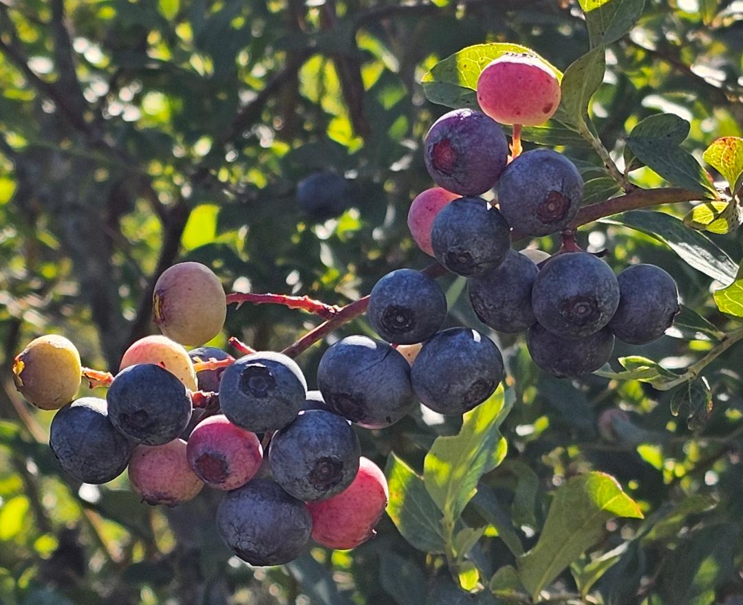 Blueberry Ridge Orchard