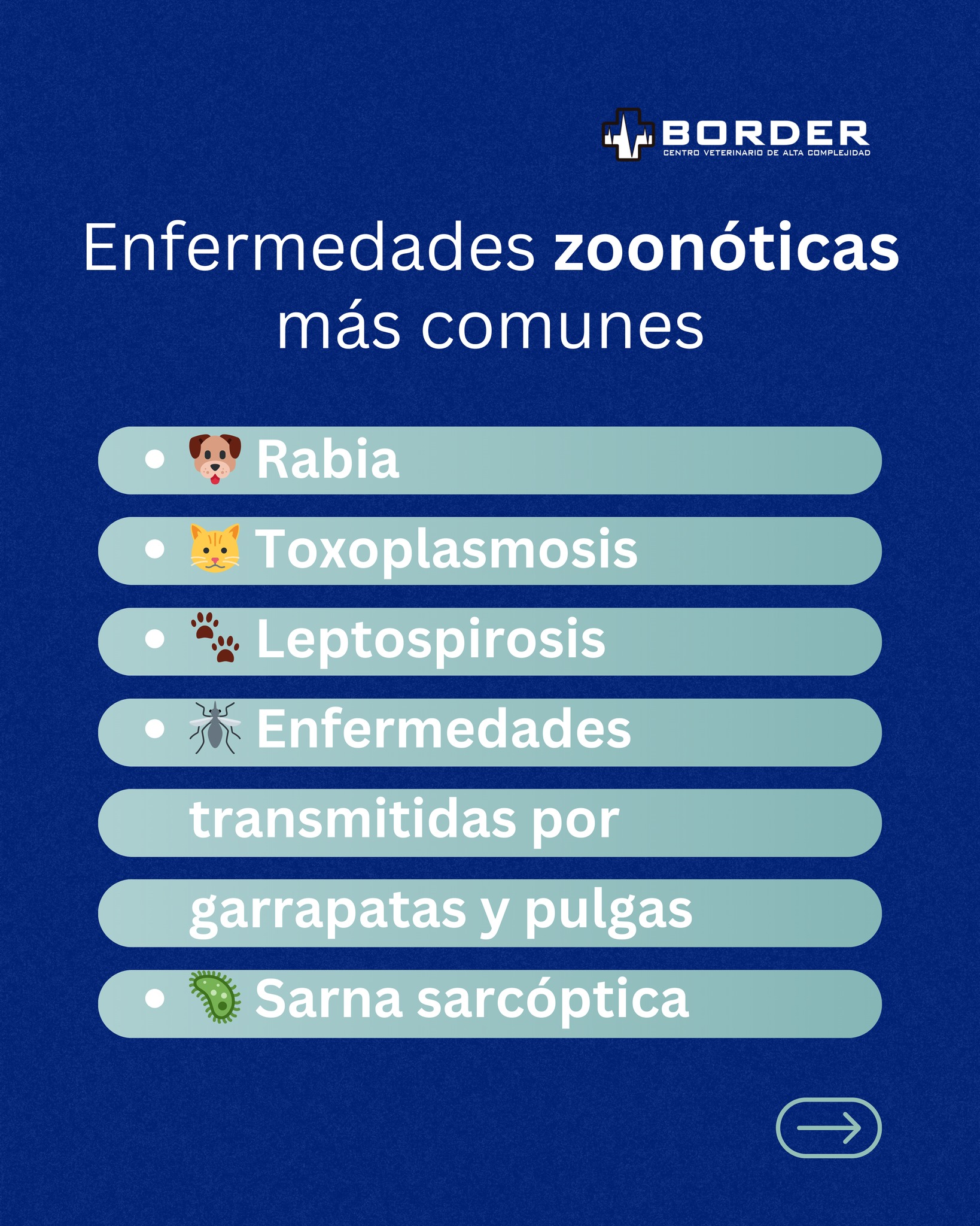 Border Centro Veterinario... - Border Centro Veterinario