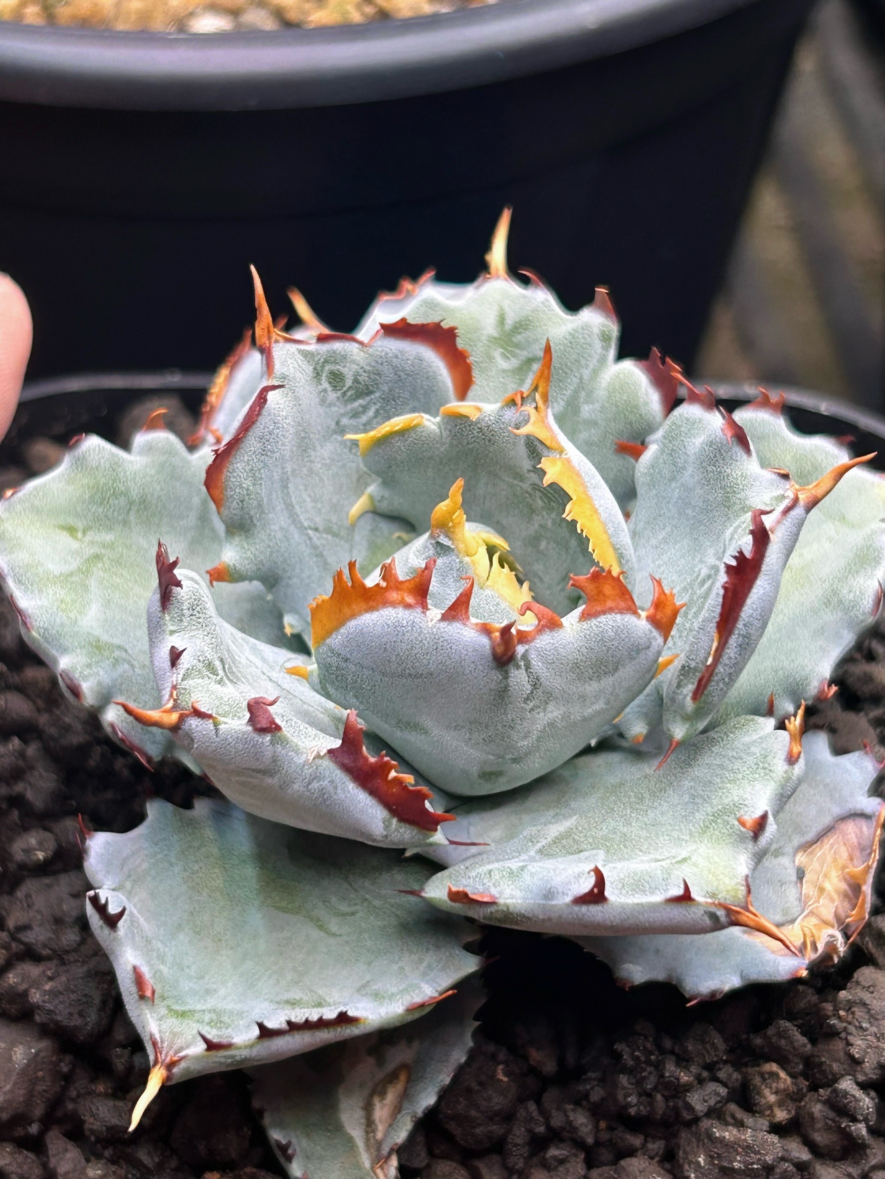 Hybrid Agave 『邪靈』 🥀 我很喜歡怪力亂神這個詞裡蘊藏著的生命力那