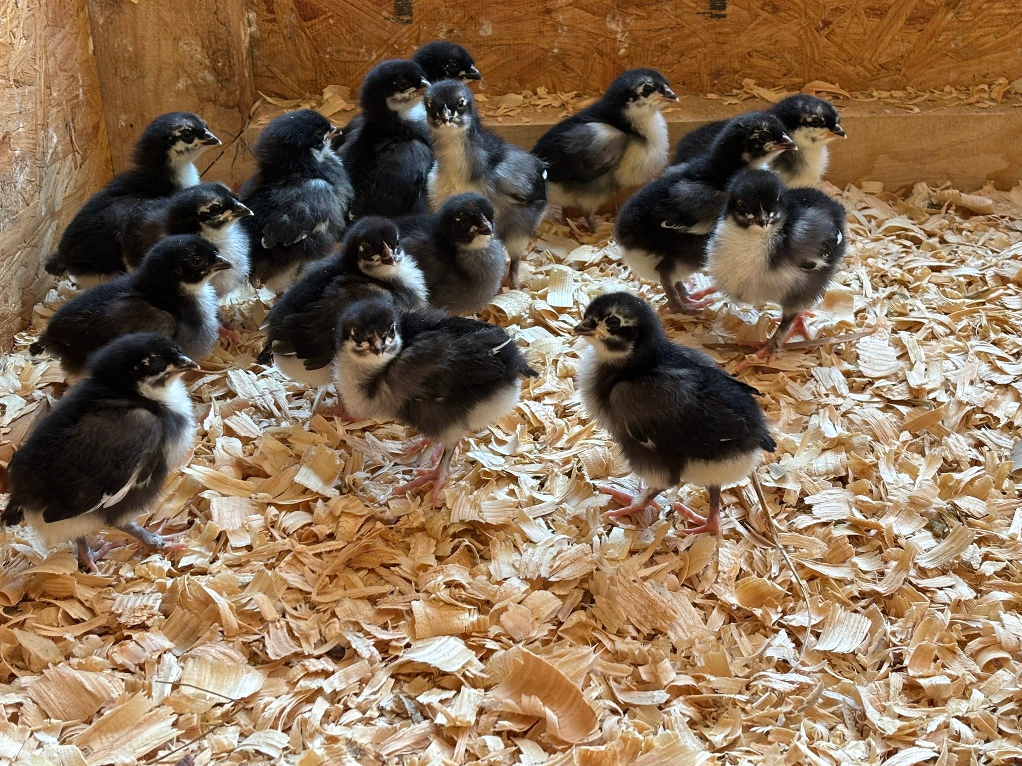 Greenhill Eggs | Mount Juliet TN