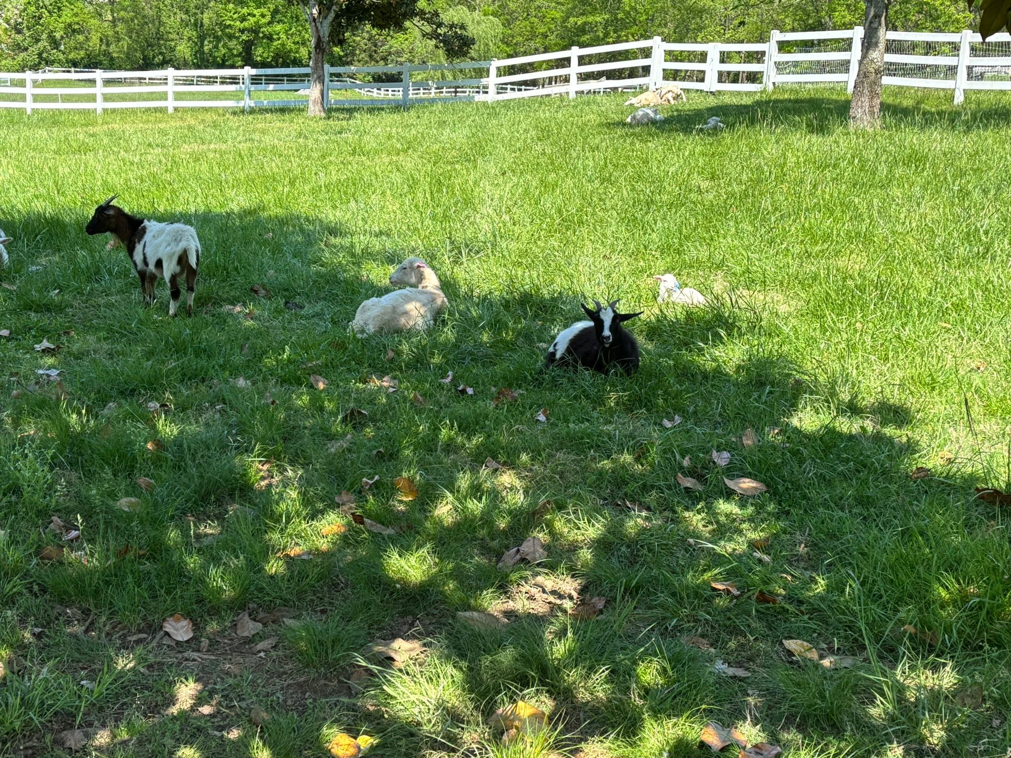 Greenhill Eggs | Mount Juliet TN