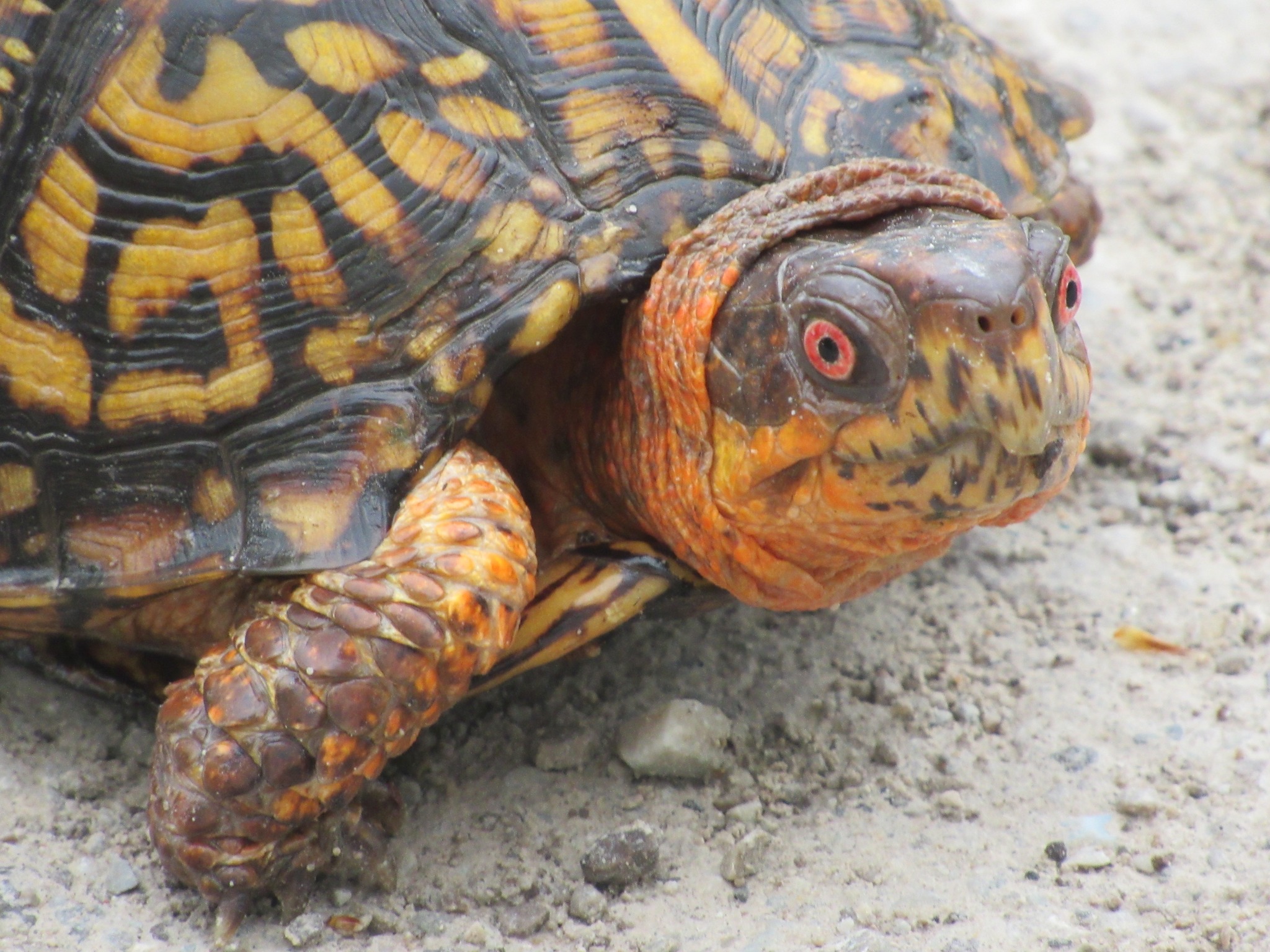 Muscatatuck - Did you know that male eastern box turtles usually have ...