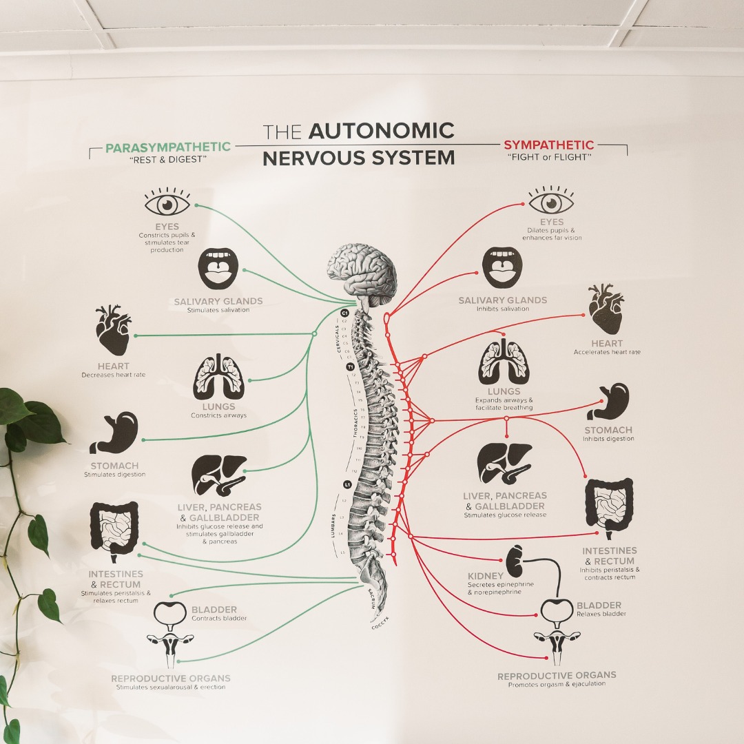 Blackwood - Unlock the power of your autonomic nervous system ...